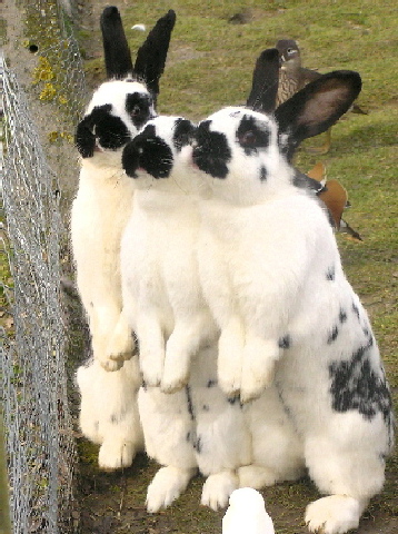 Hasen-Trio