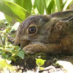 Hasenbaby im Blumenbeet