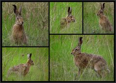 Hasenbesuch