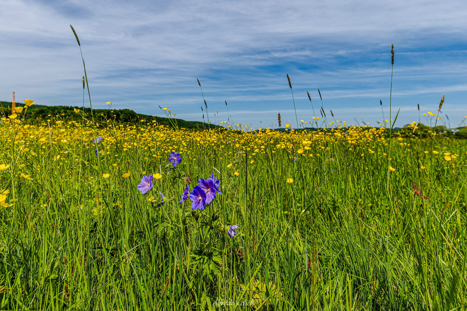 "Hasenblick"