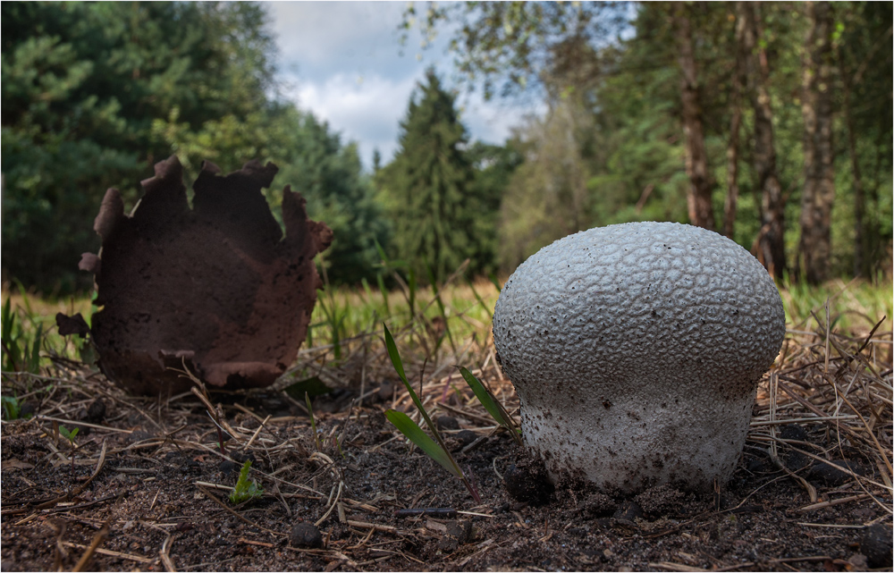 Hasenbovist auf der Schafswiese..