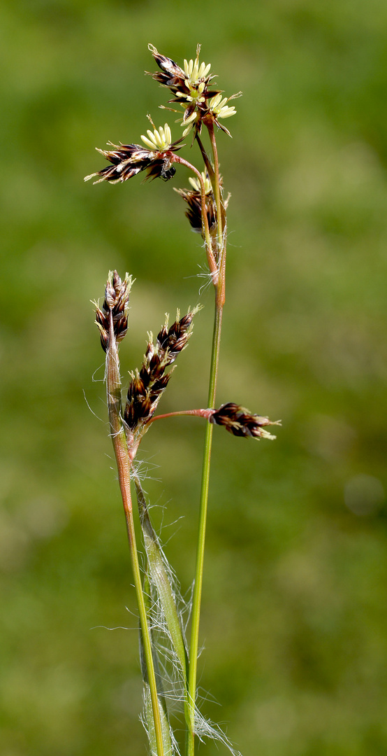 Hasenbrot ...