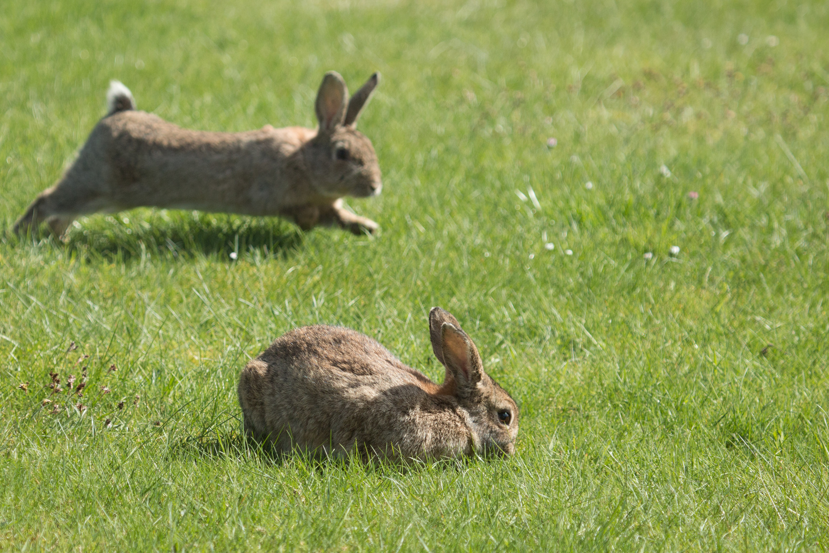 Hasenfamilie