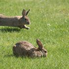 Hasenfamilie