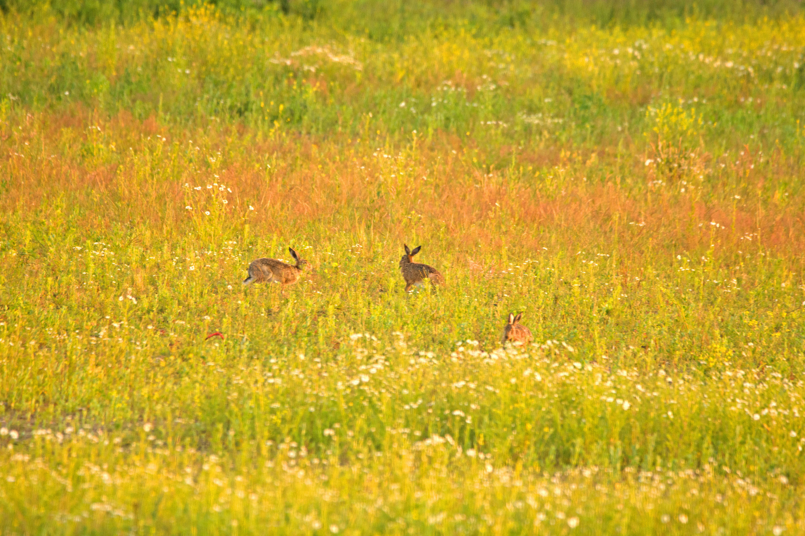 Hasenfamilie grast in der Abendsonne.