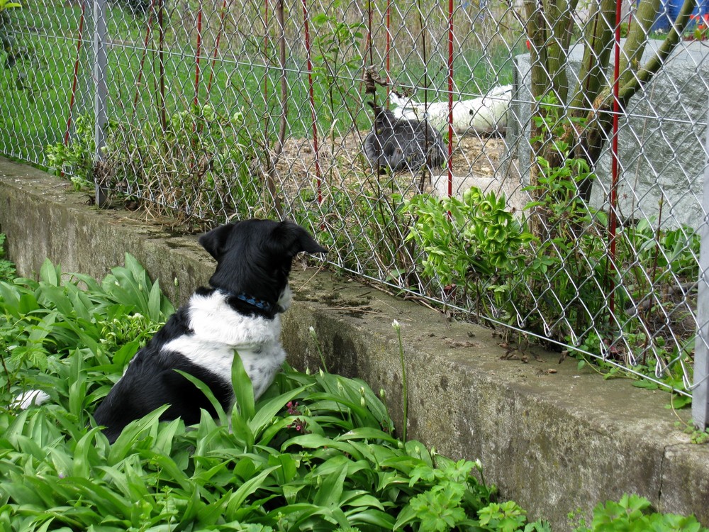 Hasenfernsehen