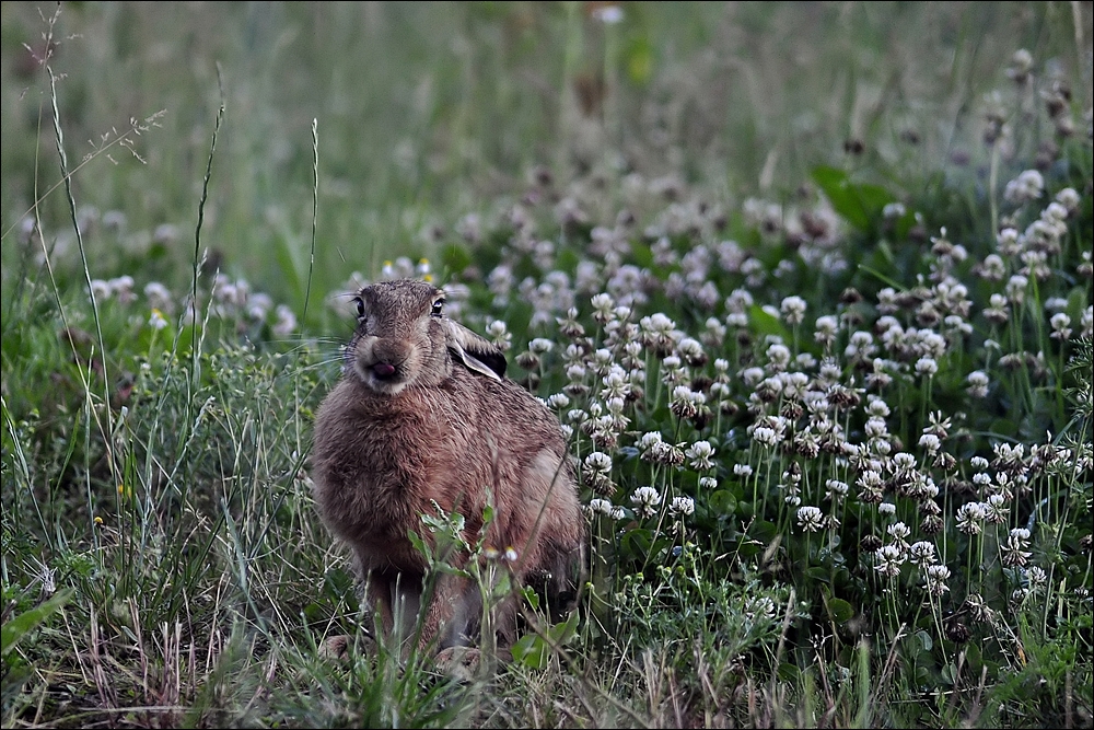 Hasenfreund