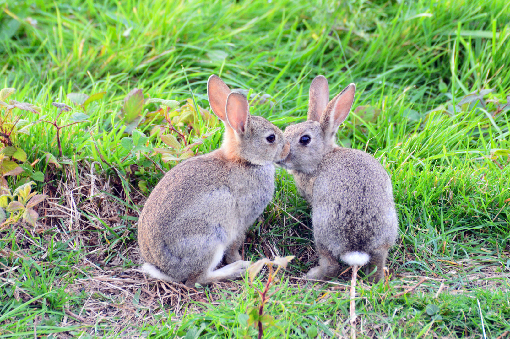 Hasenfreundschaft