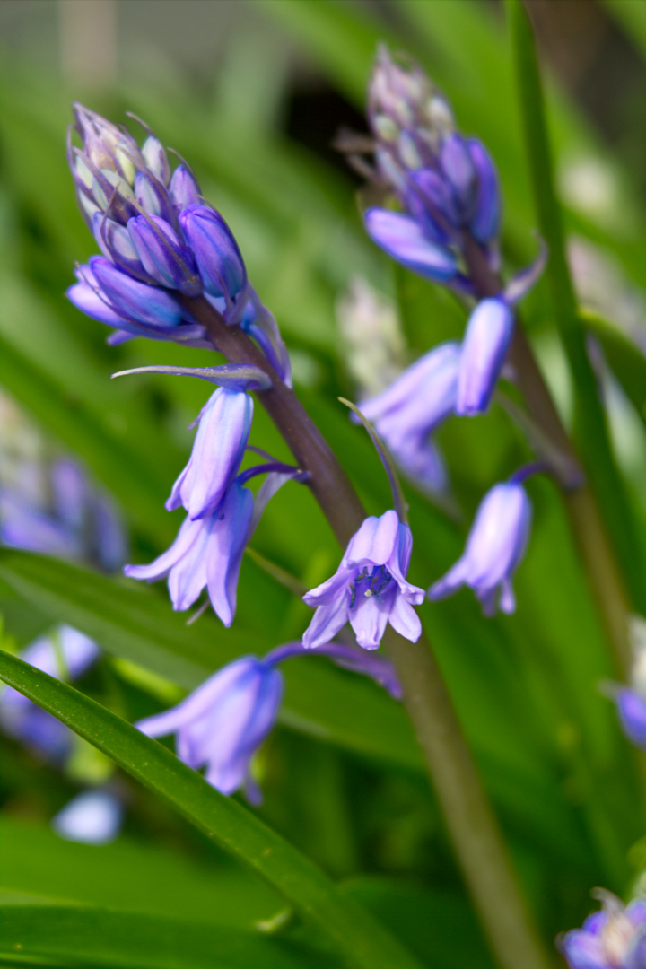 Hasenglckchen Foto & Bild | Spezial, Blau, Makro Bilder Auf Fotocommunity