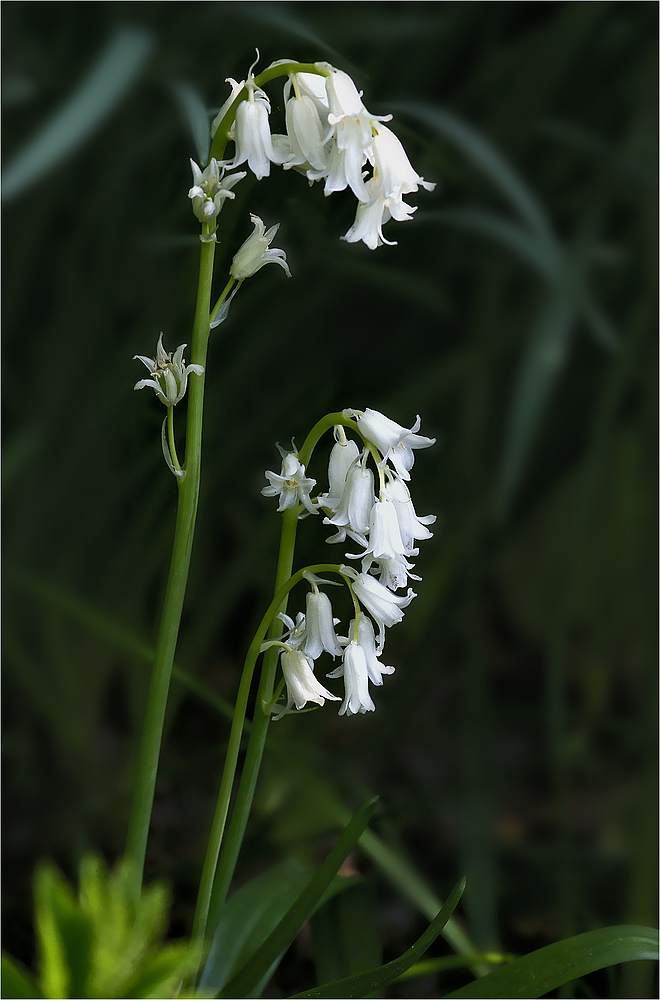 Hasenglckchen Foto & Bild | Flora, Natur Bilder Auf Fotocommunity