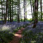 Hasenglöckchen am Wegesrand