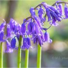 Hasenglöckchen ( Blue Bell)