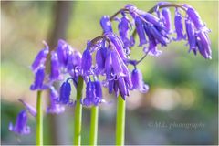 Hasenglöckchen ( Blue Bell)