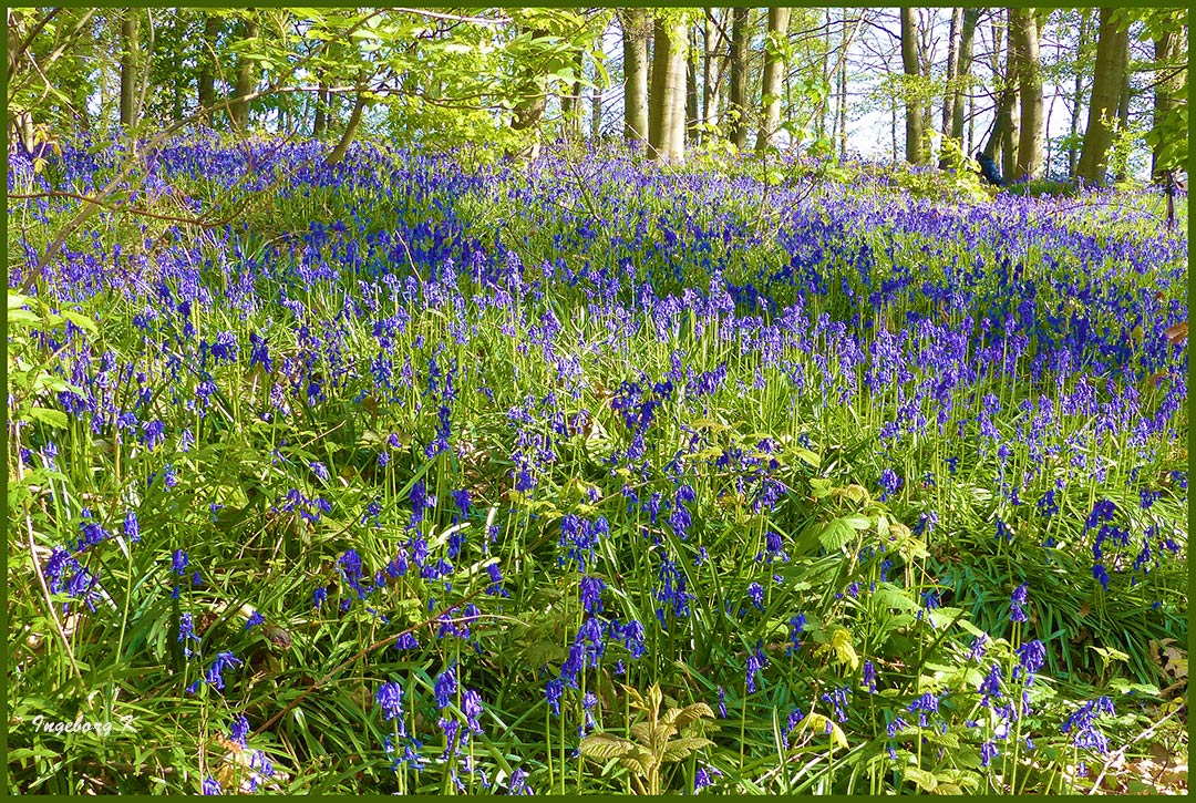 Hasenglöckchen - Blütenwunder im Frühling