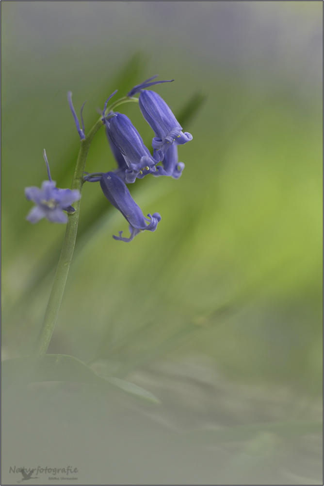 hasenglöckchen (hyacinthoides) 01/13