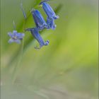 hasenglöckchen (hyacinthoides) 01/13