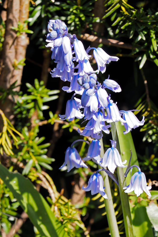 Hasenglöckchen (Hyacinthoides)