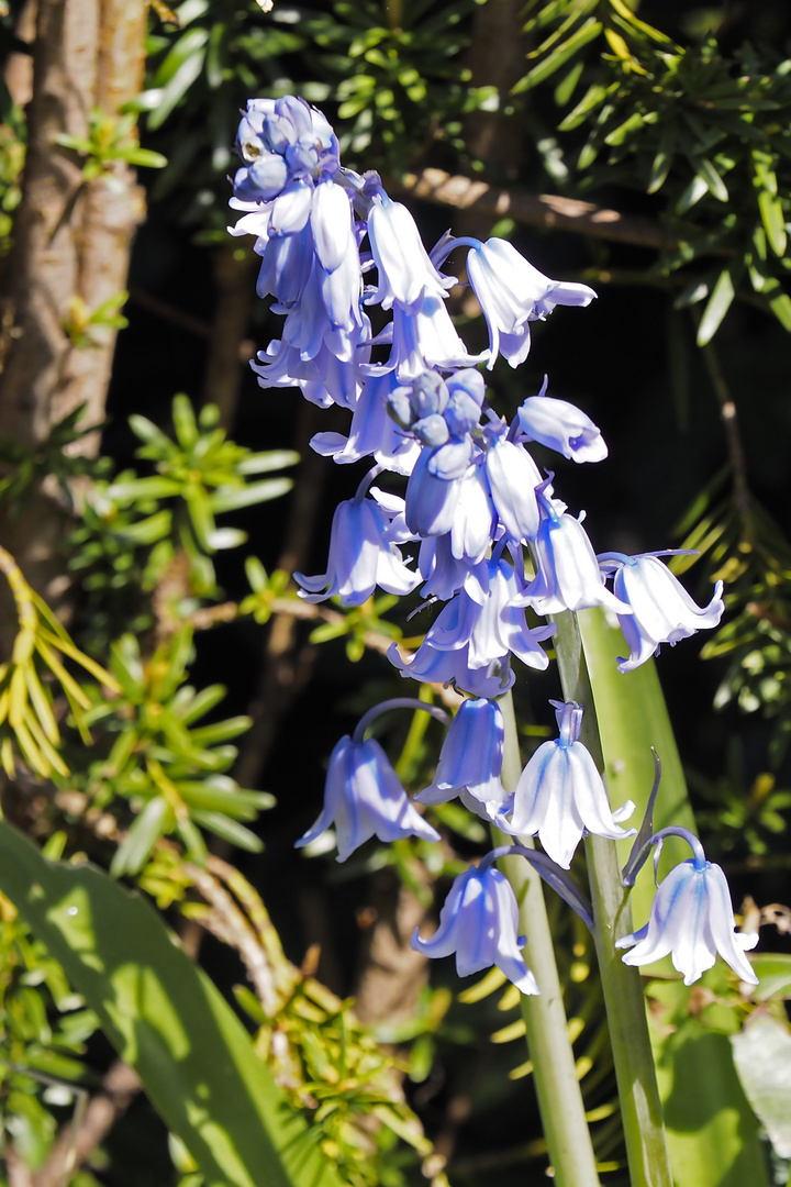 Hasenglöckchen (Hyacinthoides)