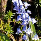 Hasenglöckchen (Hyacinthoides)