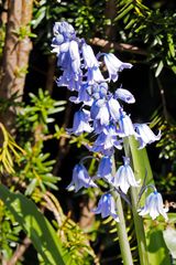 Hasenglöckchen (Hyacinthoides)