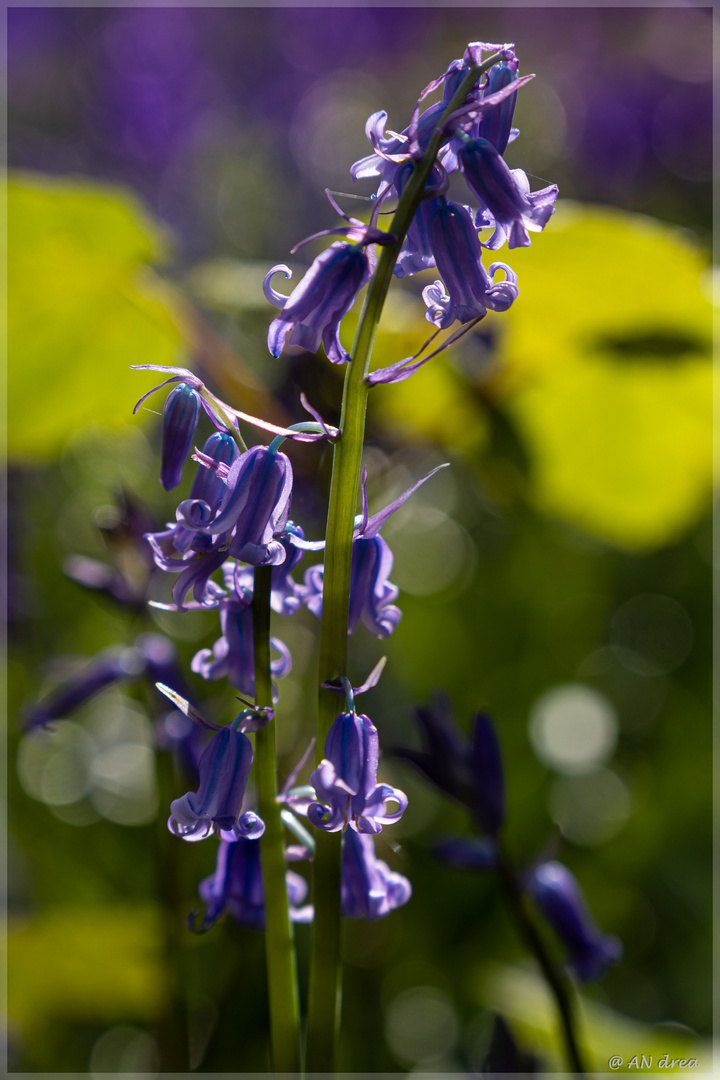 Hasenglöckchen - Hyacinthoides