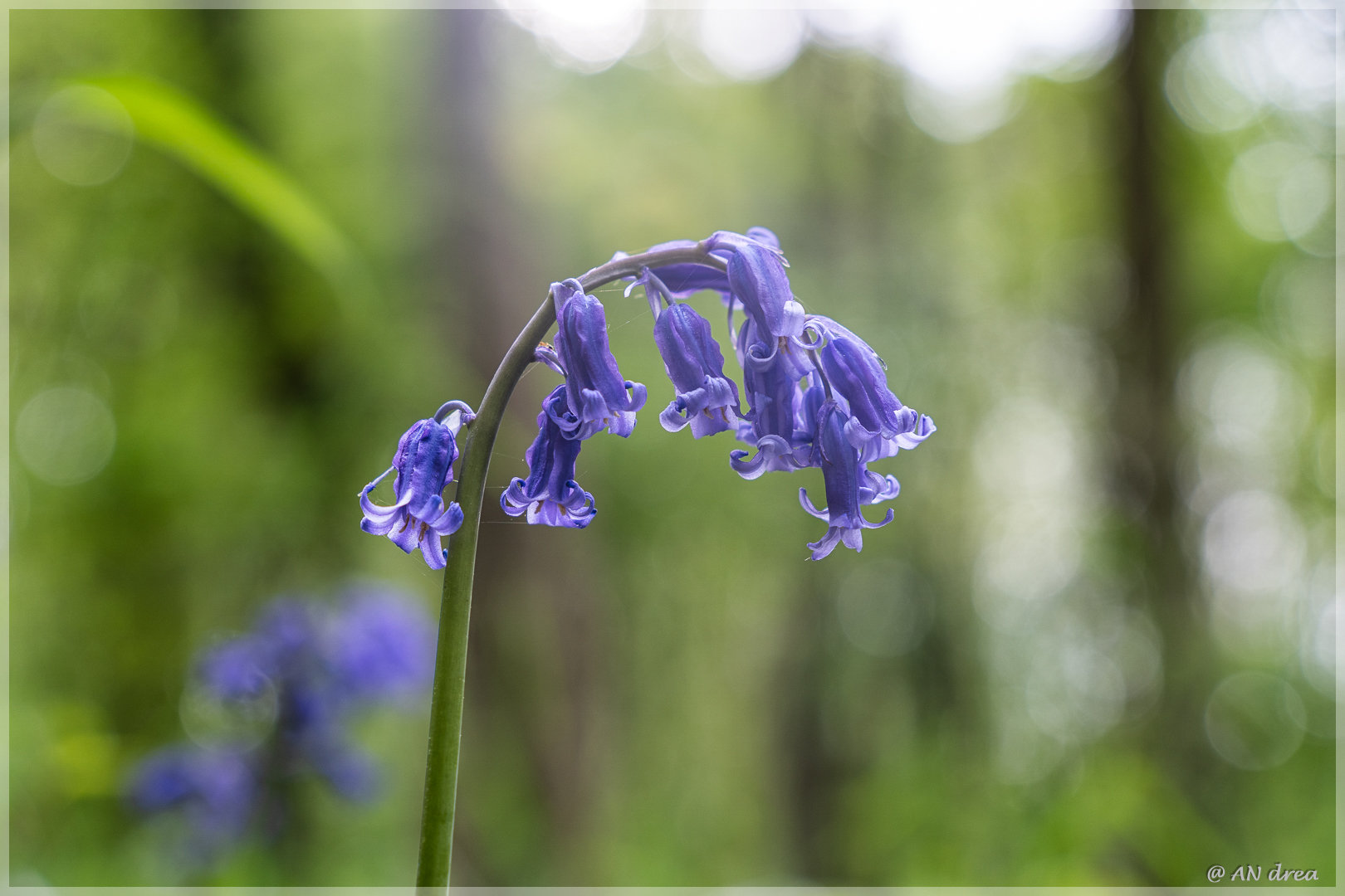 Hasenglöckchen Hyacinthoides in Jülich - Barmen