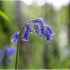 Hasenglöckchen Hyacinthoides in Jülich - Barmen