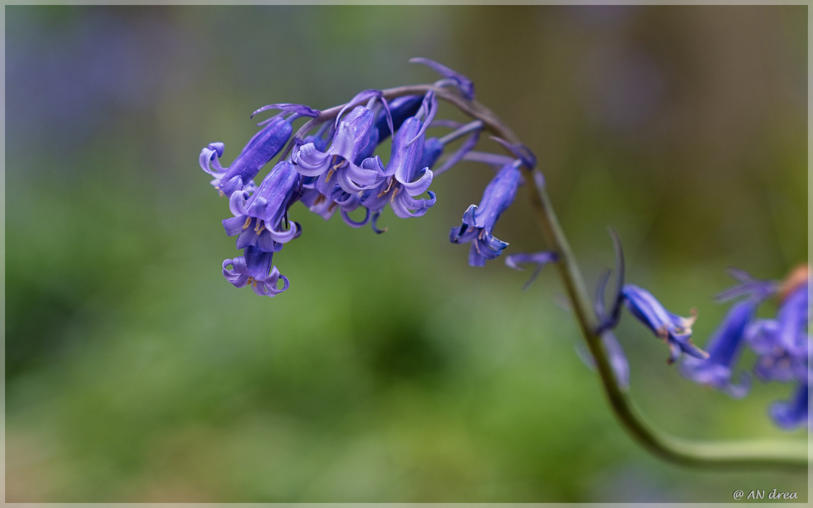 Hasenglöckchen Hyacinthoides in Jülich - Barmen