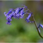 Hasenglöckchen Hyacinthoides in Jülich - Barmen