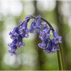 Hasenglöckchen Hyacinthoides in Jülich - Barmen