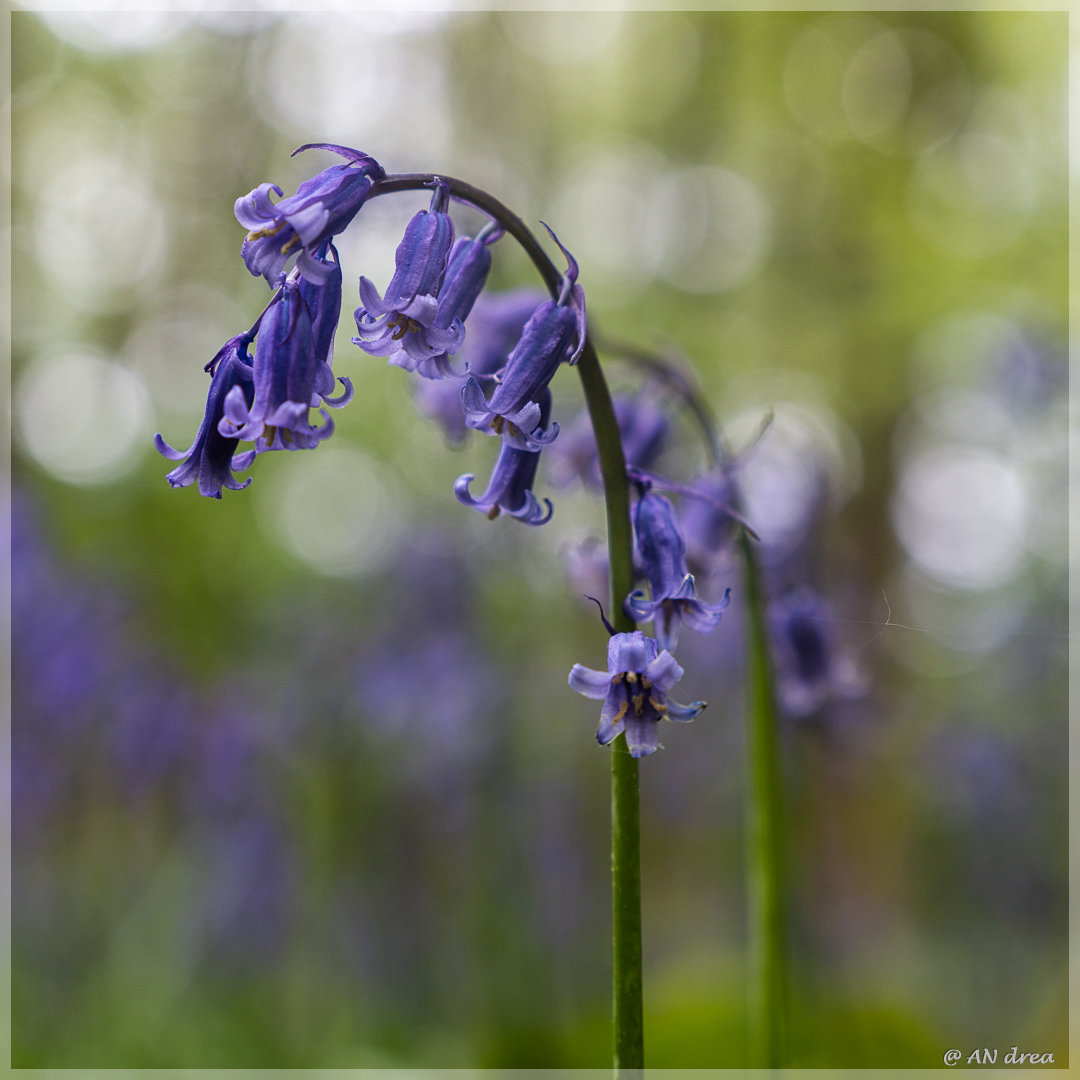 Hasenglöckchen Hyacinthoides in Jülich - Barmen