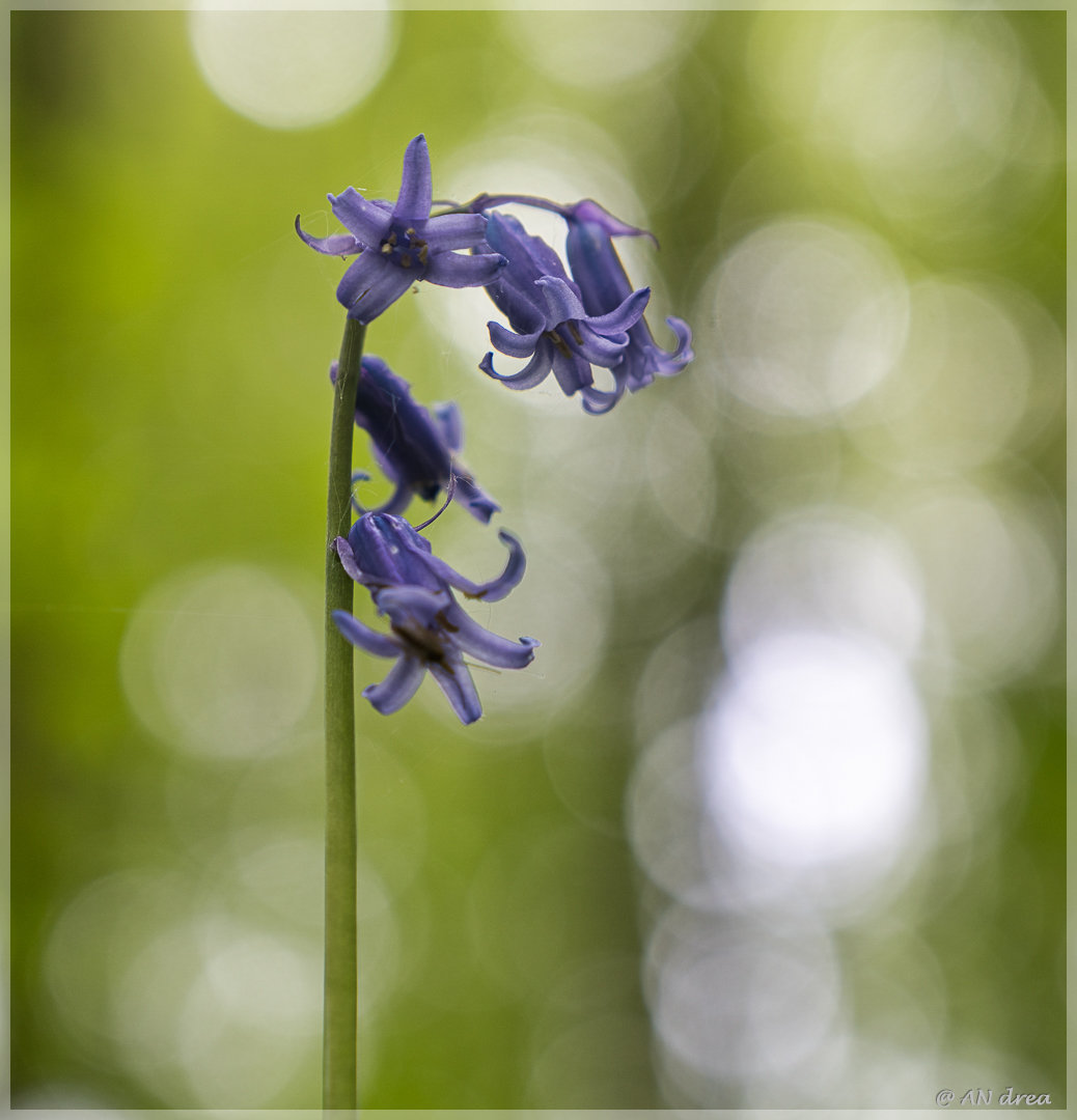 Hasenglöckchen Hyacinthoides in Jülich - Barmen