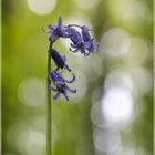 Hasenglöckchen Hyacinthoides in Jülich - Barmen