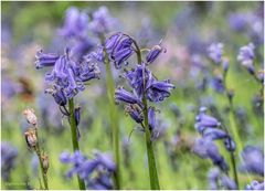  hasenglöckchen (hyacinthoides non-scripta)...