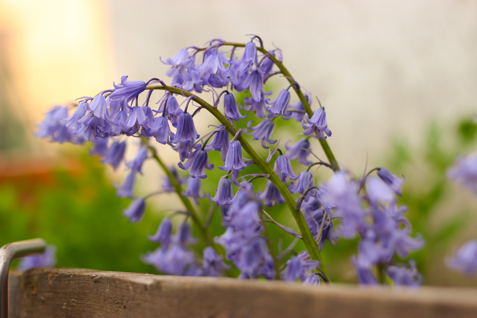 Hasenglöckchen im Garten