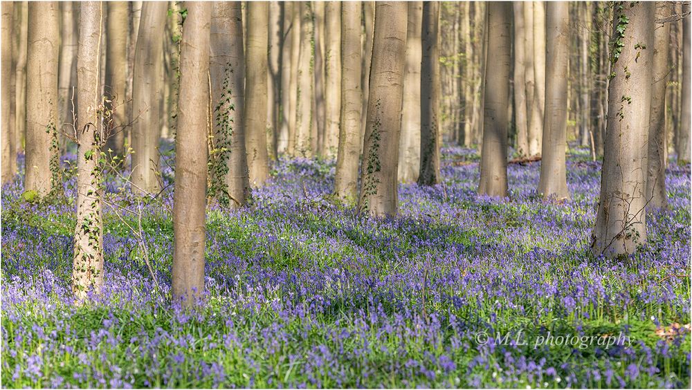 Hasenglöckchen im Hallerbos