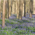 Hasenglöckchen im Hallerbos