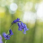 Hasenglöckchen im Licht