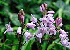 Hasenglöckchen mit Knospen