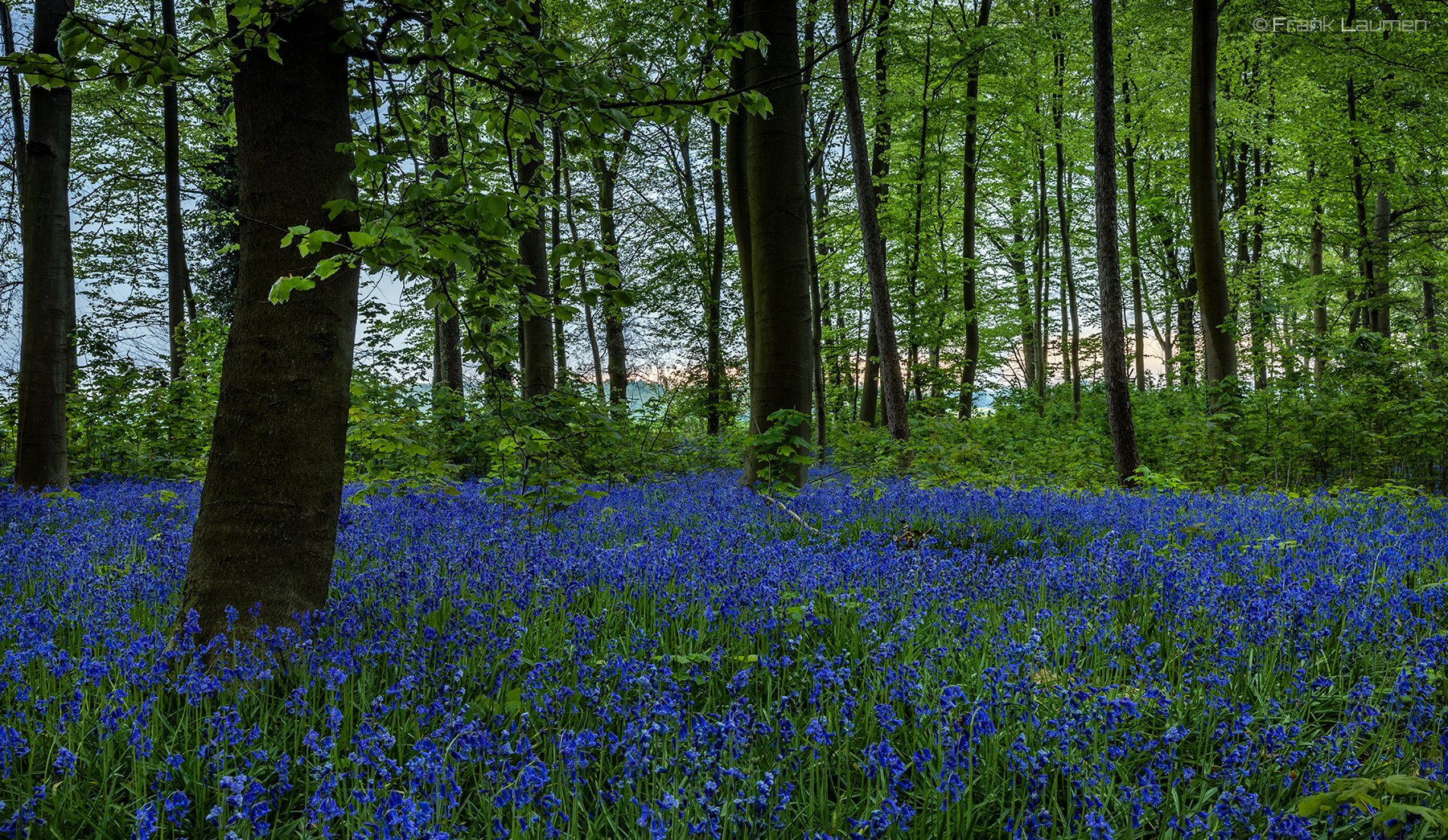 Hasenglöckchen, NRW