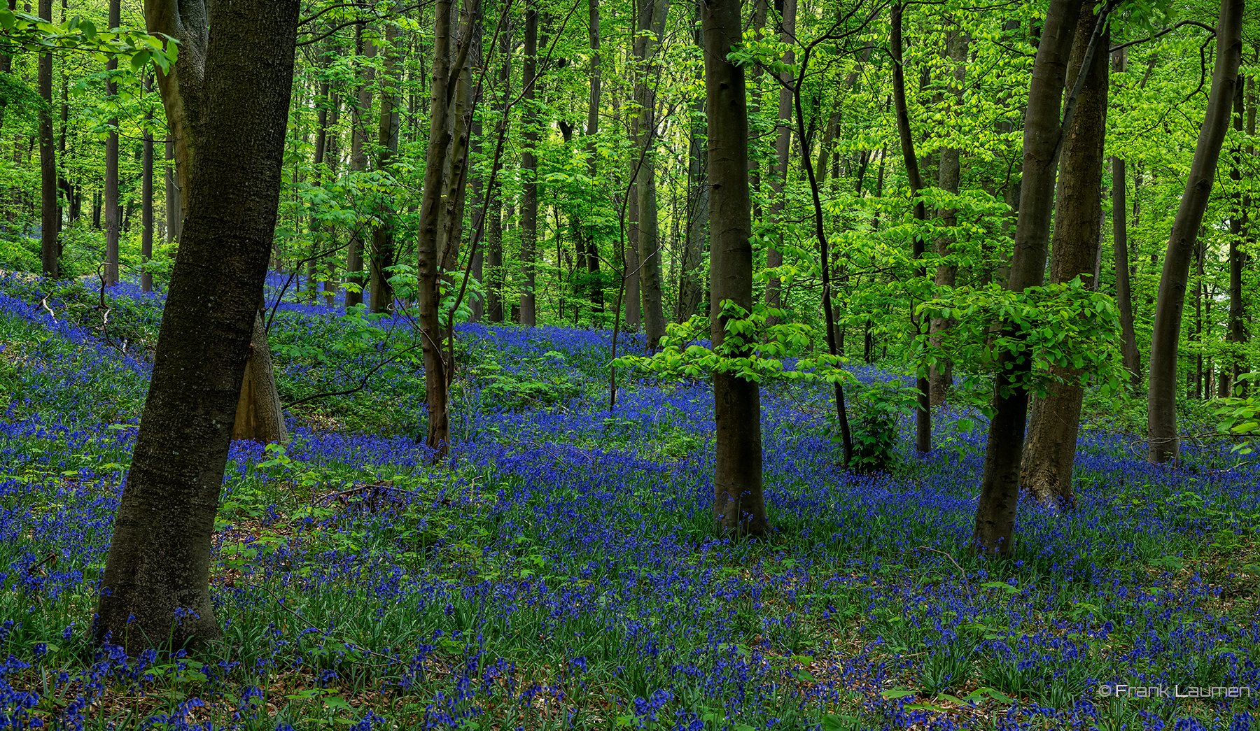 Hasenglöckchen, NRW