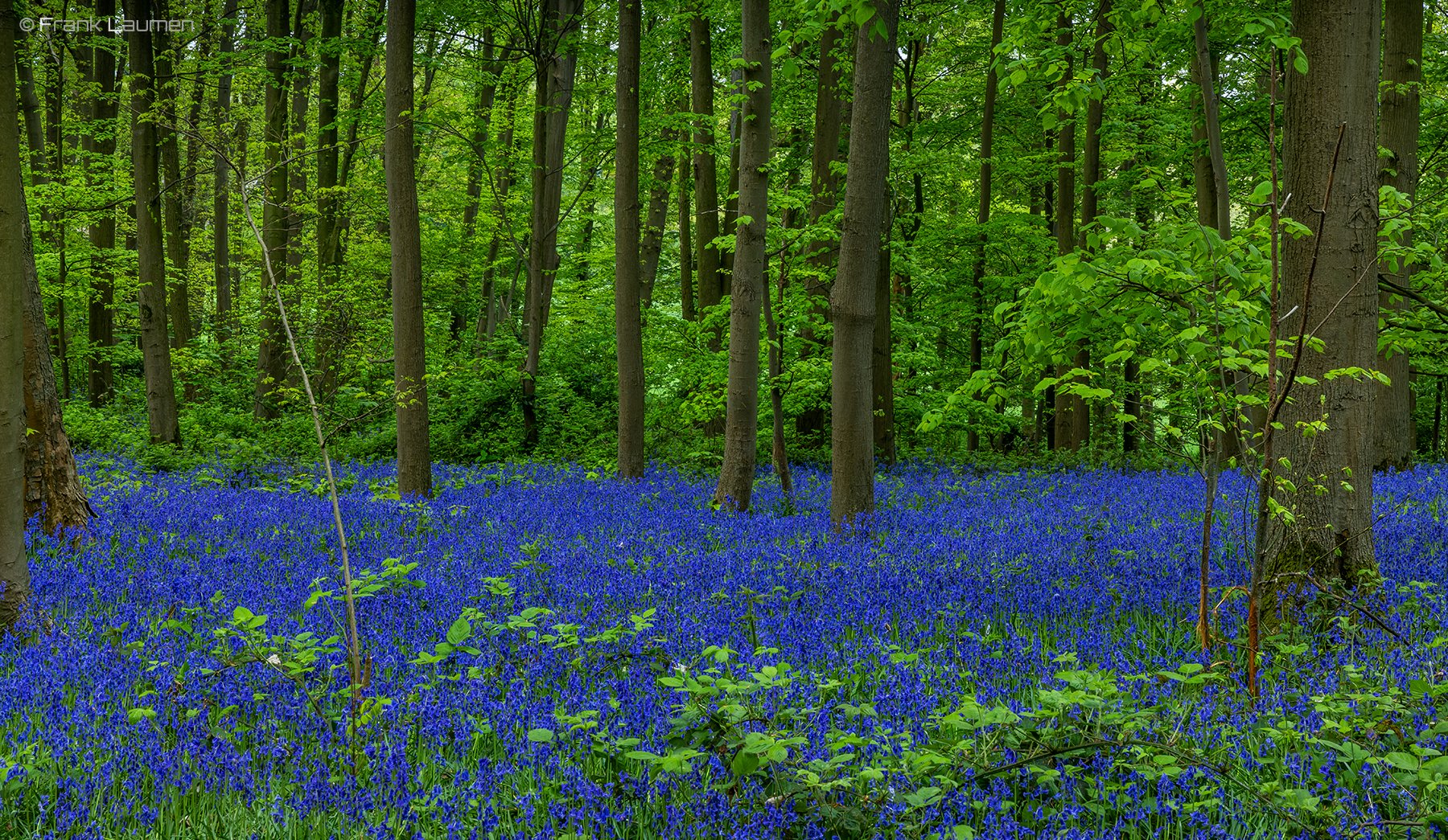 Hasenglöckchen, NRW