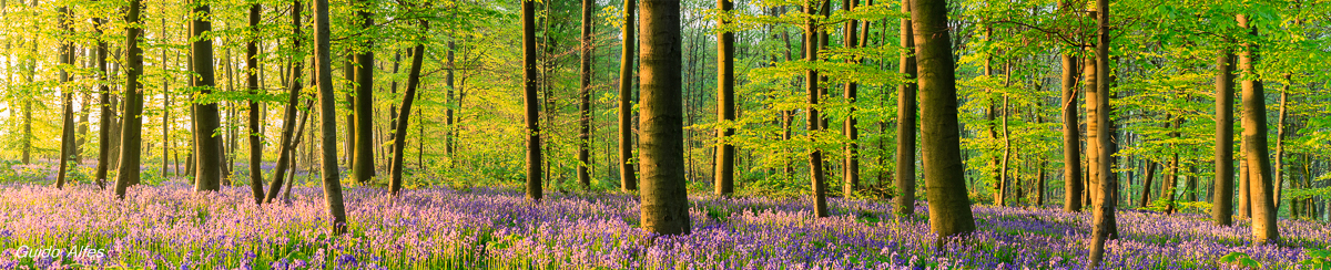 Hasengloeckchen Pano