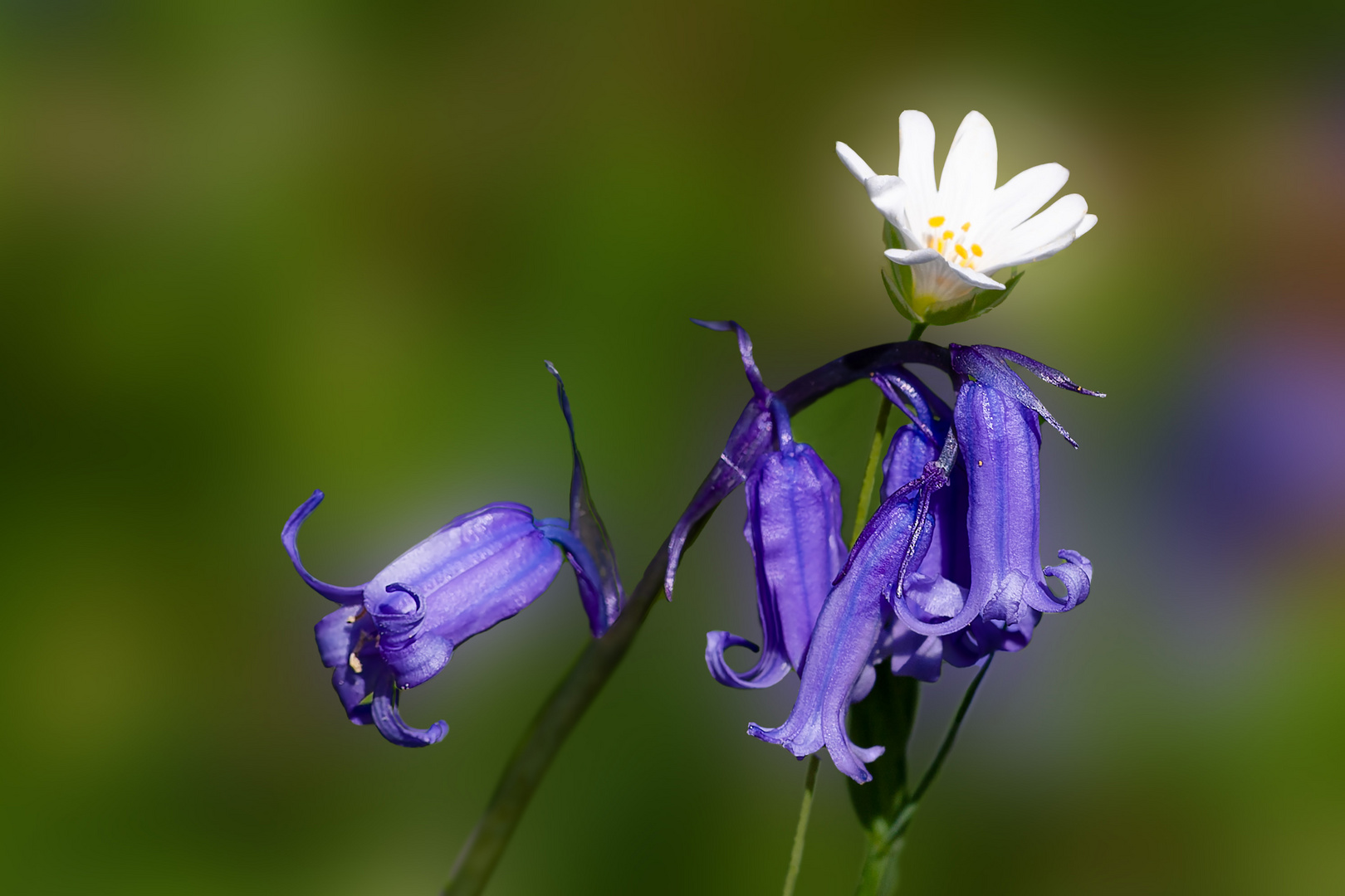 Hasenglöckchen  & Sternmiere