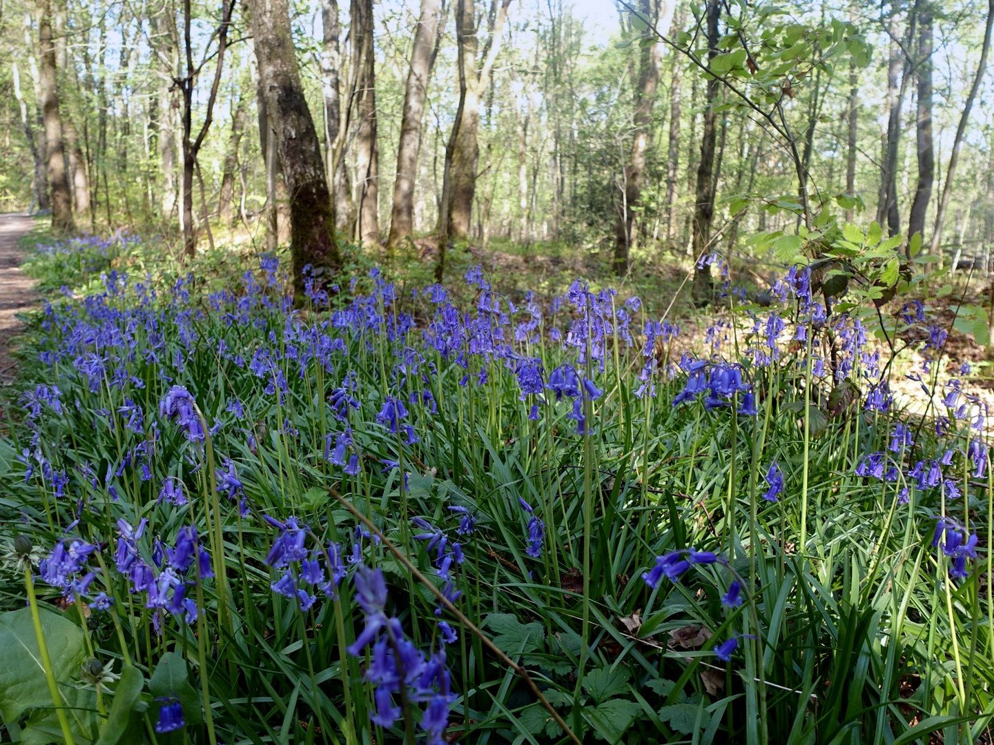 Hasenglöcken-Wald