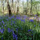 Hasenglöcken-Wald