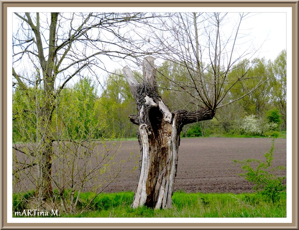 Hasenhaus  (mit Gedicht)