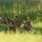 -  HASENHOCHZEIT  -