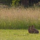 Hasenhochzeit im Sonnenlicht