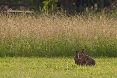 Hasenhochzeit im Sonnenlicht